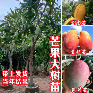 大芒果苗树当年结果四季芒果苗树嫁接金煌凯特芒贵妃芒果树苗特大
