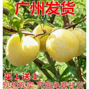 黄金奈李子树苗当年结果脆李南方种植四川贵州嫁接李子苗北方种植