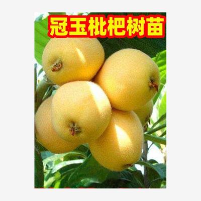 冠玉枇杷树苗南方北方庭