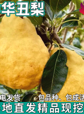 中华大丑梨树苗南方北方四季种植特大果梨苗盆栽庭院地栽当年结果