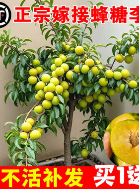 蜂糖李子树苗三华脆李子苗新品种大红袍特大号南方北方种植西梅苗