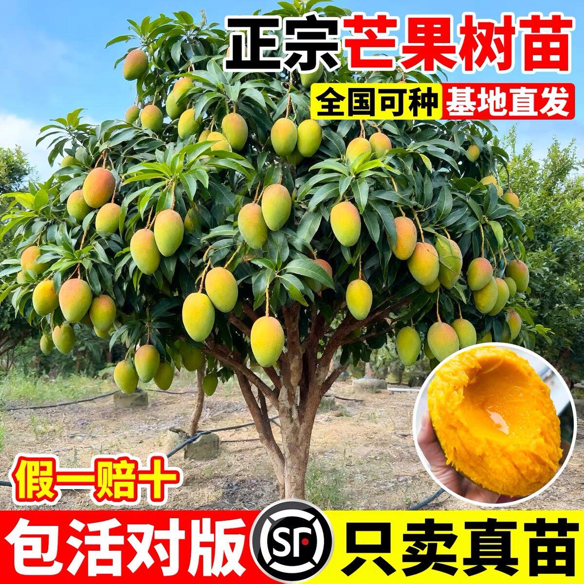 芒果苗树嫁接金煌芒四季芒果树苖红贵妃当年结果庭院阳台盆栽好养