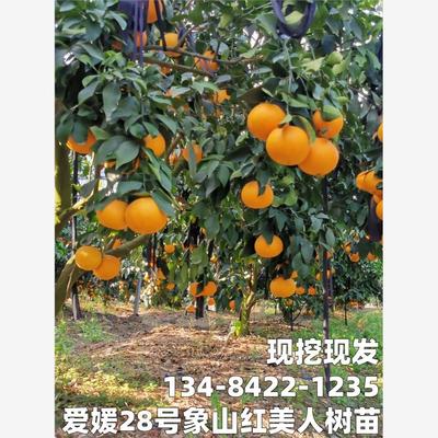 正宗象山红美人爱媛28号