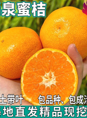 涌泉蜜桔树苗南北方地栽