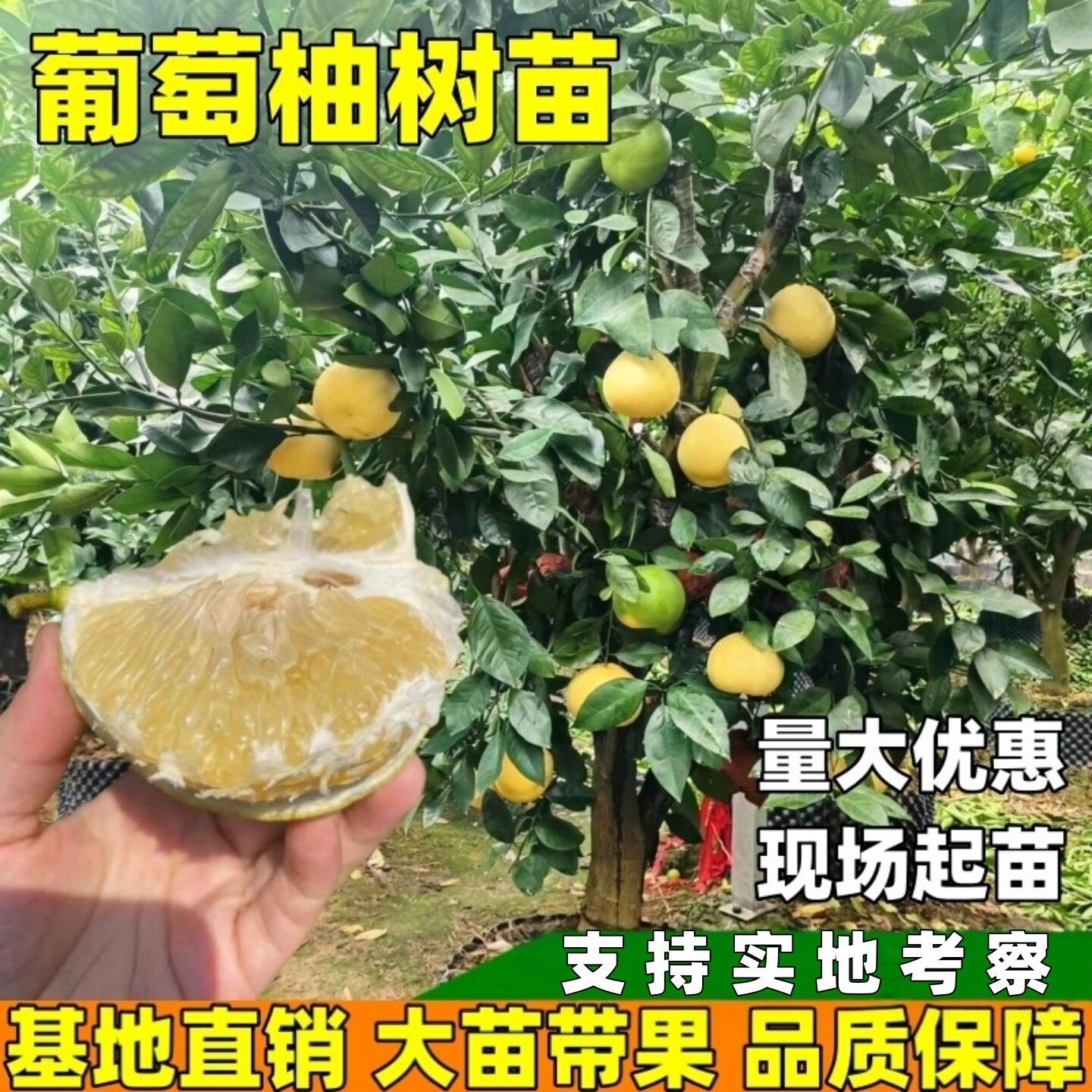 台湾甜葡萄柚果树苗黄心西柚苗嫁接鸡尾葡萄柚苗黄金葡萄柚果树苗