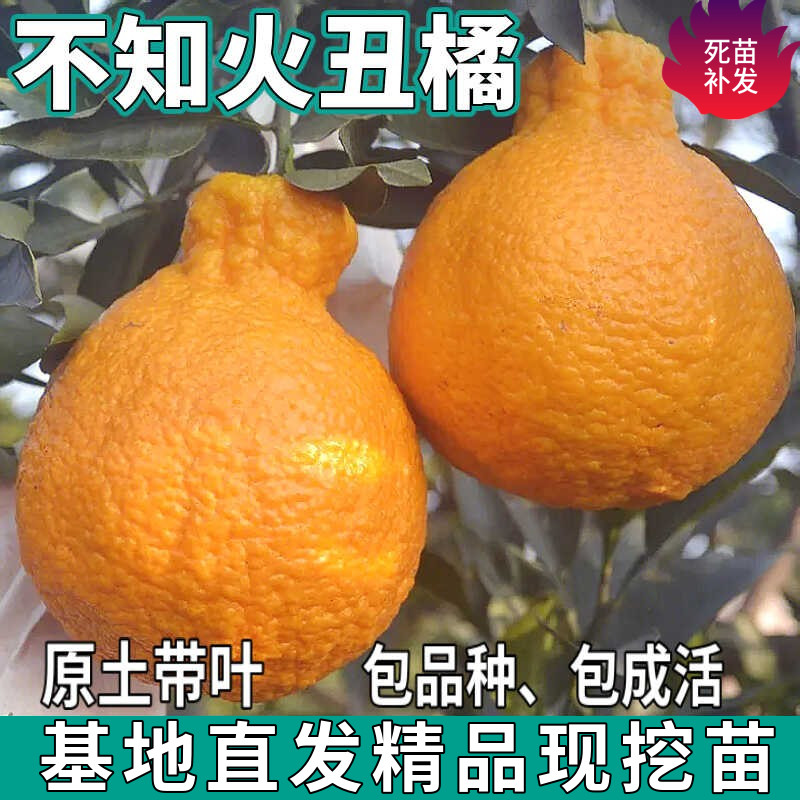 不知火丑橘苗树南北方庭院盆栽地栽嫁接丑八怪柑桔子树苗当年结果