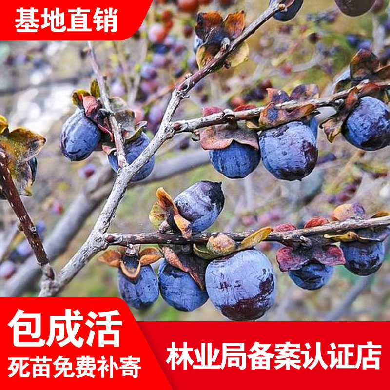 无核黑枣苗软枣苗君迁子苗野柿子苗牛奶黑枣果树正宗黑枣树苗