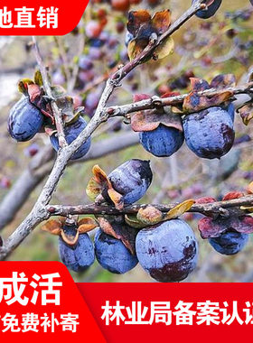 无核黑枣苗软野生君迁子