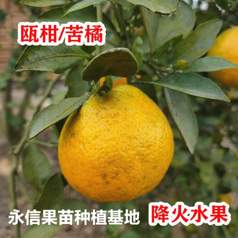 果树苗欧柑树苗农家瓯柑苦橘新鲜有机水果柑橘苗降火正宗苦柑苗