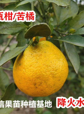 果树苗欧柑农家瓯柑苦橘