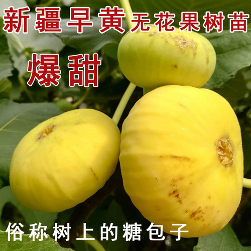 新疆早黄无花果树苗早熟