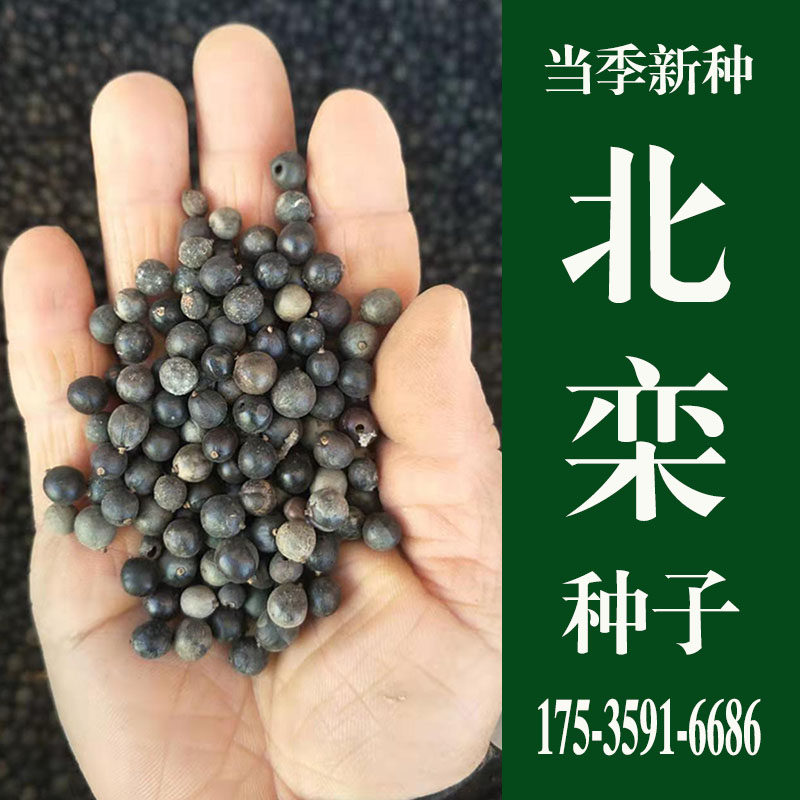 北栾种子新采优质栾树种子北京栾种子栾树籽观叶绿化风景林木种子