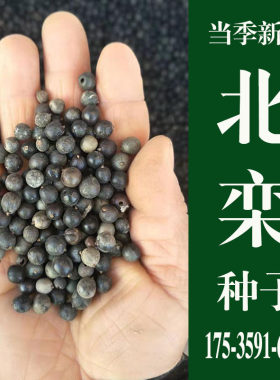 北栾种子新采优质栾树京
