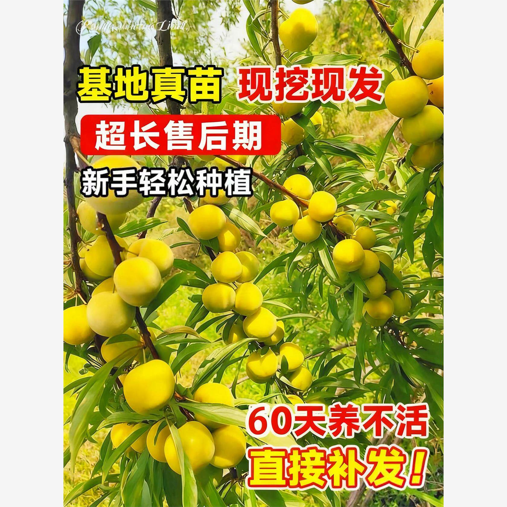 特大蜂糖李子树苗新品种脆甜脱骨李盆栽地栽庭院四季种植果树大树