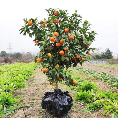 沙糖桔树苗地栽盆栽南方