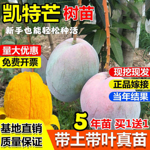 四川攀枝花嫁接凯特芒果树苗巨无霸大果红象牙金煌芒果苗盆地栽苗