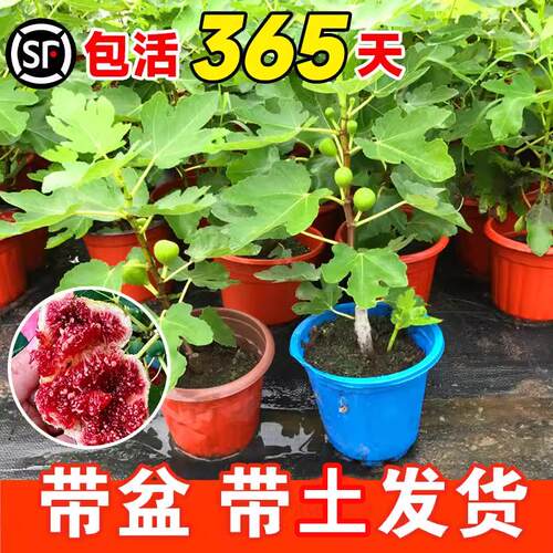无花果树果苗带果盆栽波