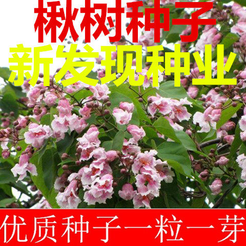 速生楸树种子 金丝楸种子 梓桐 旱楸蒜台 水桐树种子梓树种子