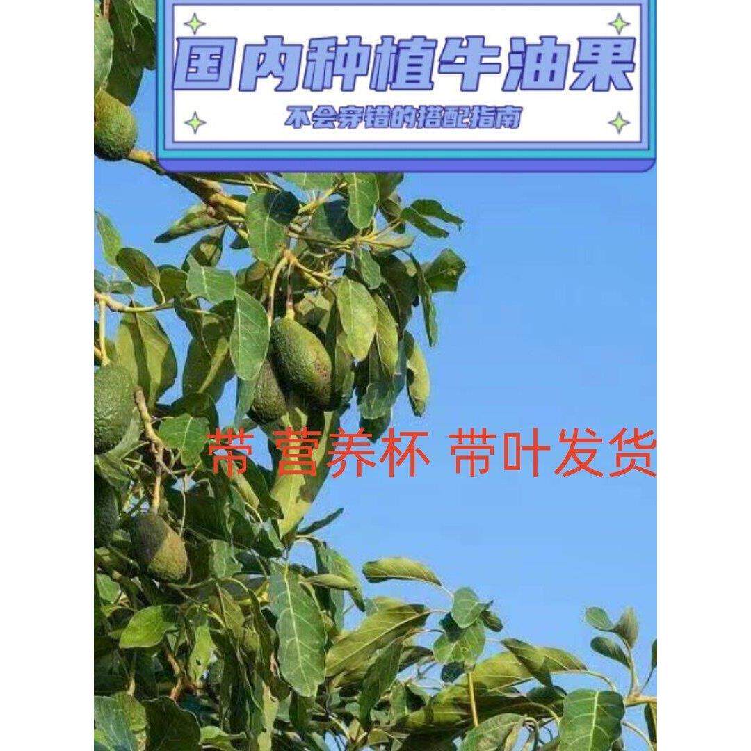 牛油果树苗嫁接苗国内种植哈斯格温平克顿盆栽庭院别墅种植果苗