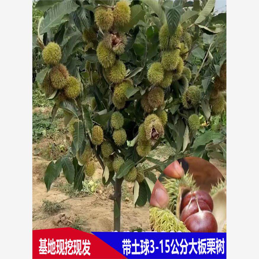 特大板栗果树大红袍嫁接栗子树苗南北方地栽盆栽庭院种植当年结果