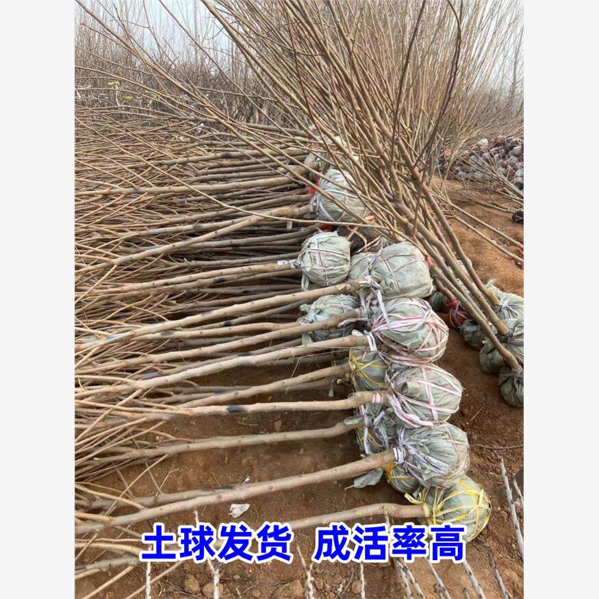 柿子苗树果苗庭院特大脆甜柿子树无核嫁接火晶磨盘甜柿南北方种植