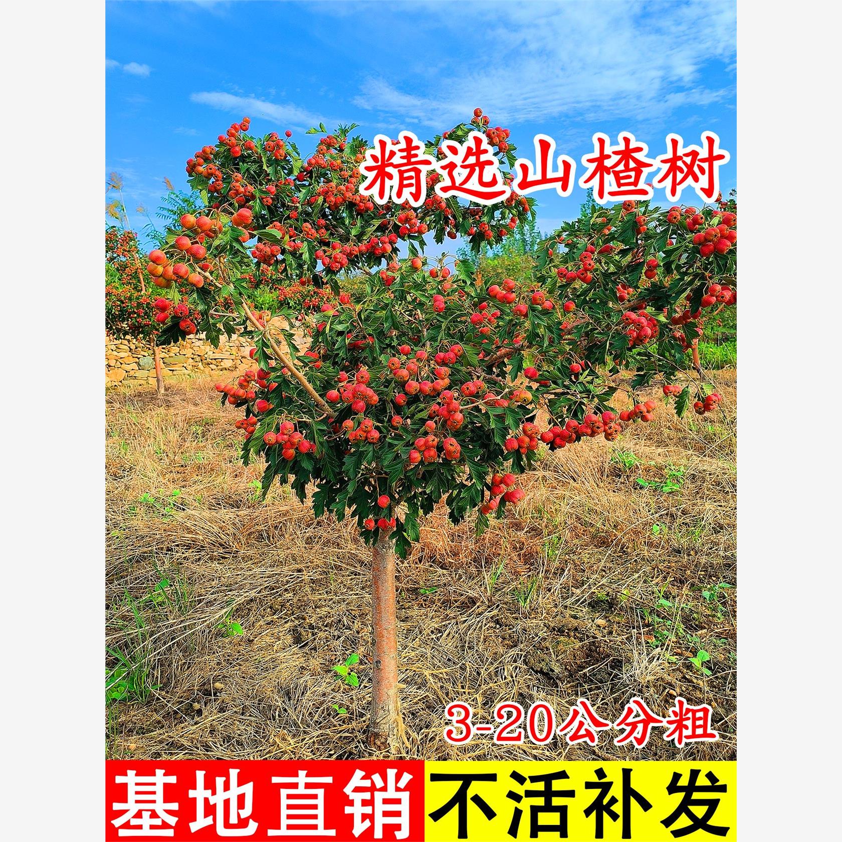 正宗甜山楂树活苗黄红甜