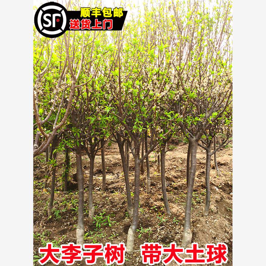 特大蜂糖李子树苗脱骨清脆红李子果苗盆地载南方北方种植三华李苗