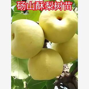 砀山酥梨树苗嫁接酥梨苗南方北方种植庭院阳台盆栽地栽砀山酥梨苗
