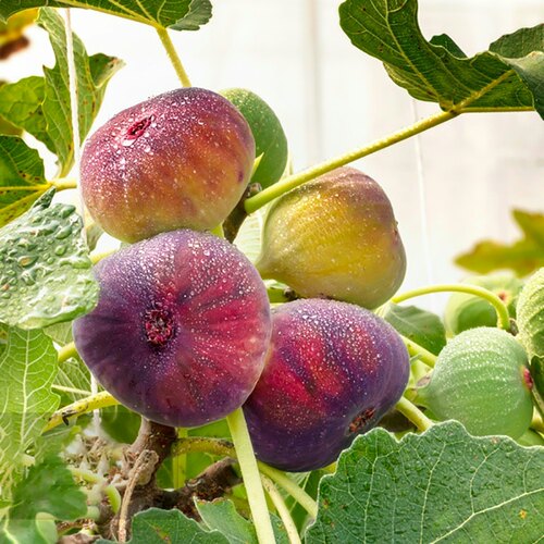 无花果树果苗盆栽阳台特