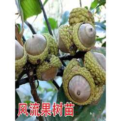 风流果树苗南方种植嫁接盆栽阳台庭院双肾子强肾风流果苗龟头子树