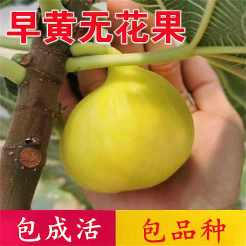 新疆早黄无花果苗庭院地