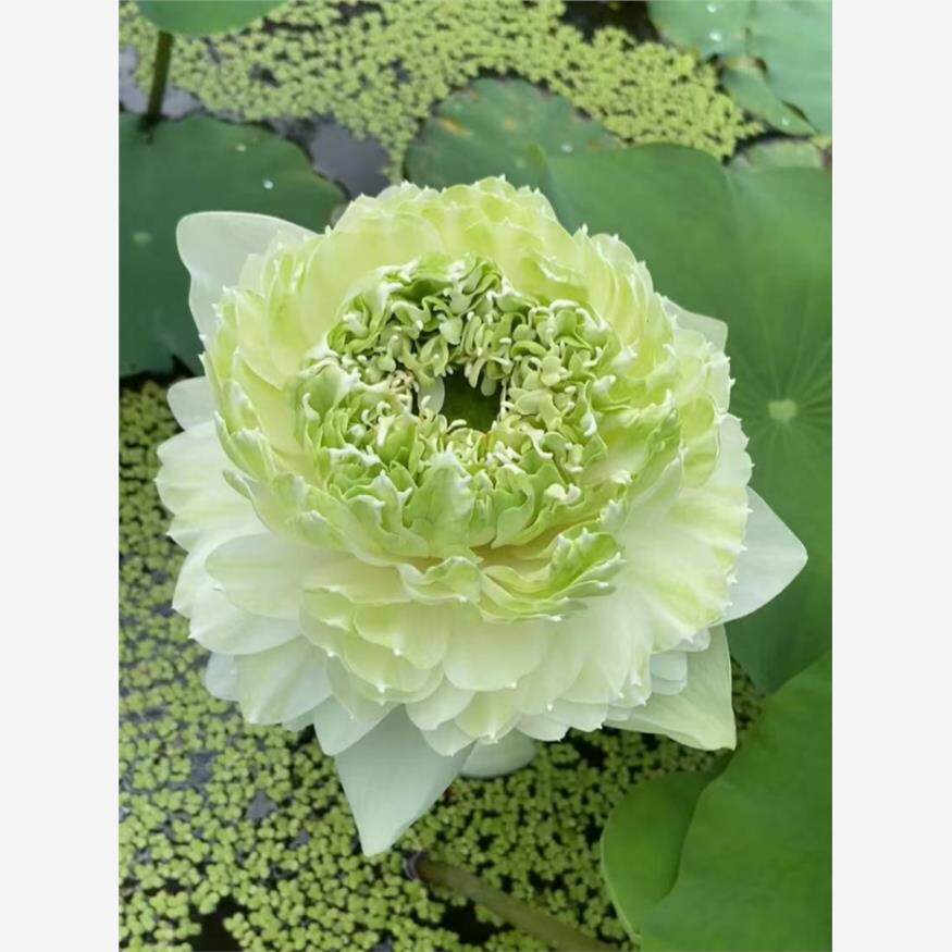 荷花苗盆栽水养莲藕种根苗食用观赏藕种藕苗莲花碗莲种藕水生植物