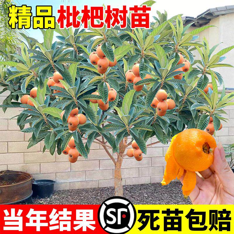 无核枇杷苗树特大砂糖大五星果树苗嫁接枇杷苗当年结果南北方种植