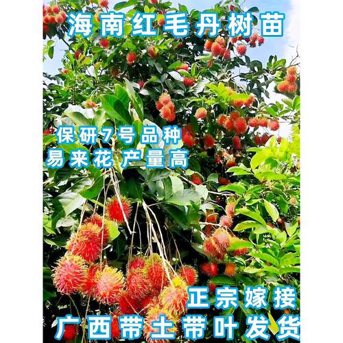 海南红毛丹树苗 嫁接双季保研7号红毛丹荔枝树苗盆栽地裁当年挂果