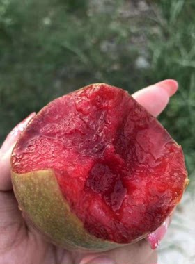 新品种果树苗特大青皮红