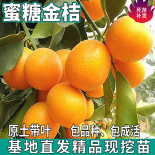 蜜糖金桔树苗南北方庭院地栽嫁接金钱桔子盆栽大树柑橘苗当年结果