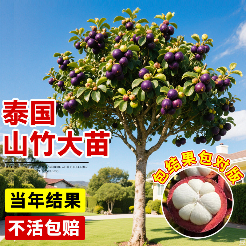 泰国山竹树苗带果嫁接无籽种植果树果苗南方四季盆栽岭南黄金山竹图片