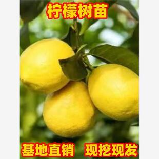 香水柠檬树苗庭院四季种植特大果树苗室内阳台绿植盆栽带果柠檬苗