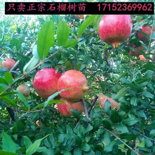 石榴树树苗特大庭院果树盆栽软子嫁接苗会理突尼斯软籽石榴树树苗