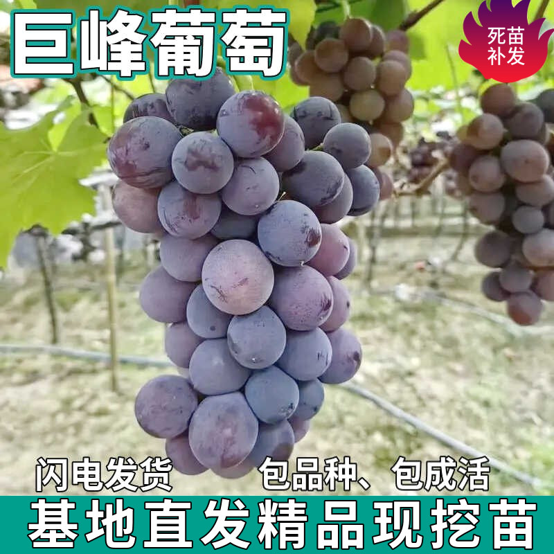 巨峰葡萄树苗大庭院盆栽地栽无籽嫁接扦插树苗南北方种植当年结果