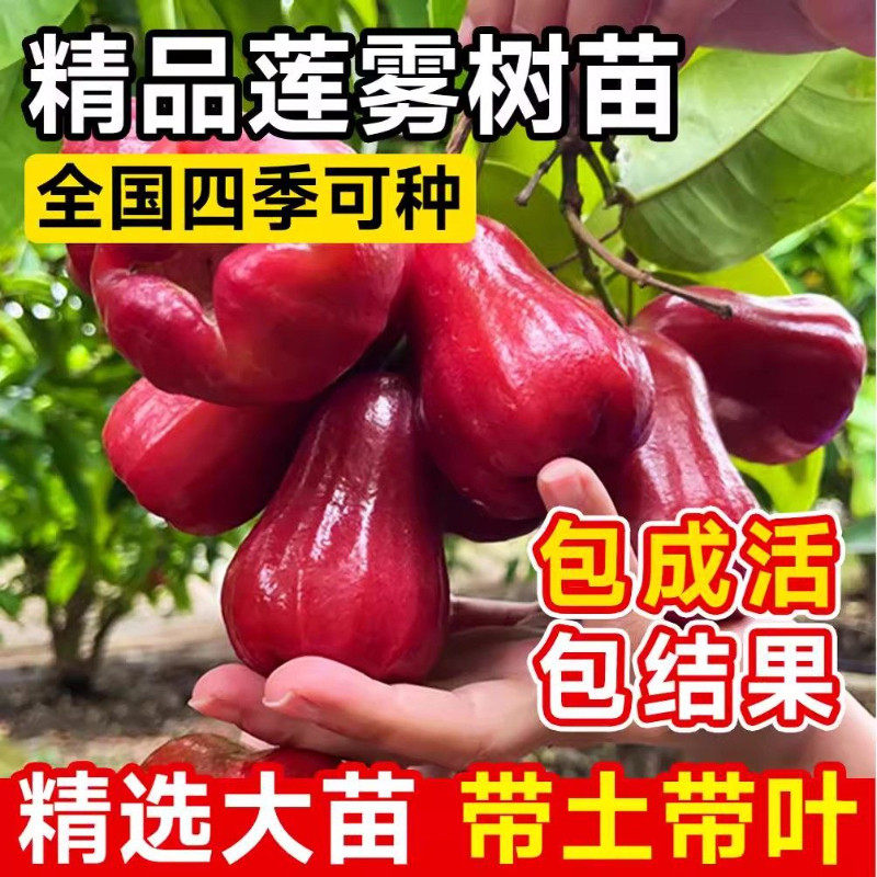 莲雾树苗黑金刚黑糖芭比台湾嫁接四季新品种南方果树庭院地栽带叶