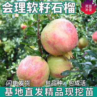 会理软籽石榴树苗南北方庭院种植盆栽矮化嫁接耐寒盆景苗当年结果