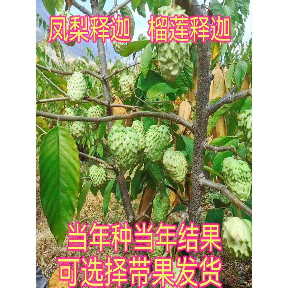 嫁接榴莲释迦番荔枝果树苗庭院种植当年结果