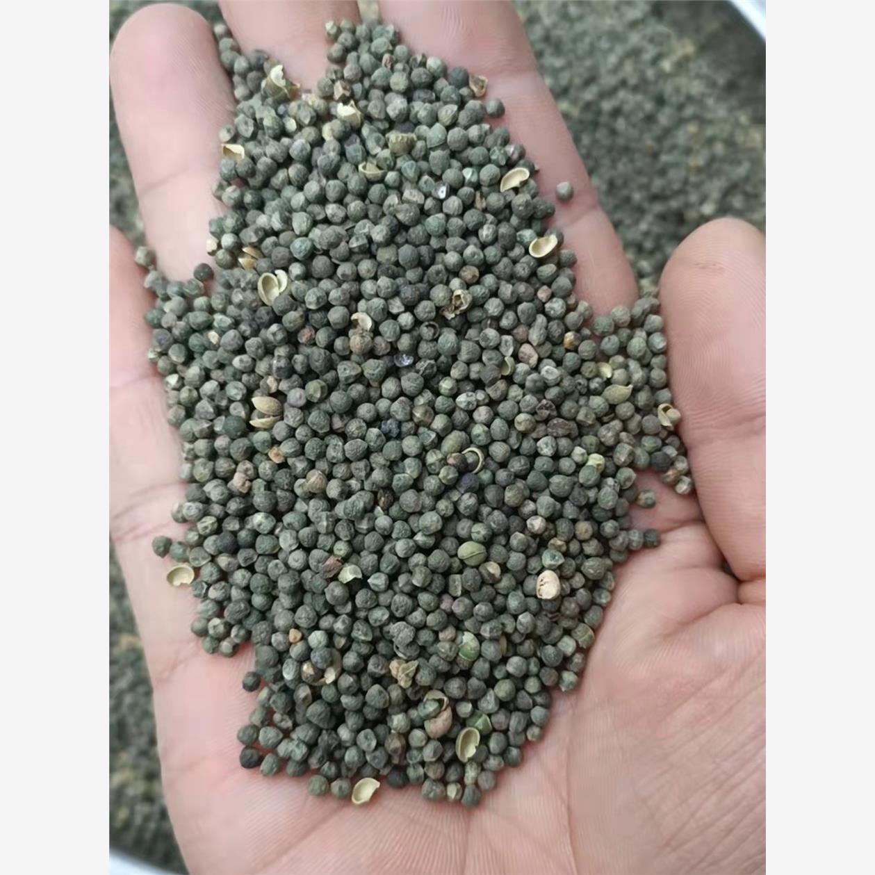 透骨草种子 珍珠透骨草籽 散装野生中药材中草药春季药材种子包邮