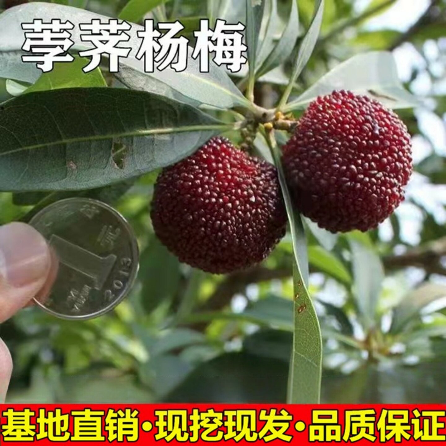 杨梅树苗宁波荸荠正宗嫁图片