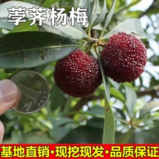 杨梅树苗宁波荸荠杨梅苗正宗嫁接杨梅苗南北方种植特大杨梅结果苗