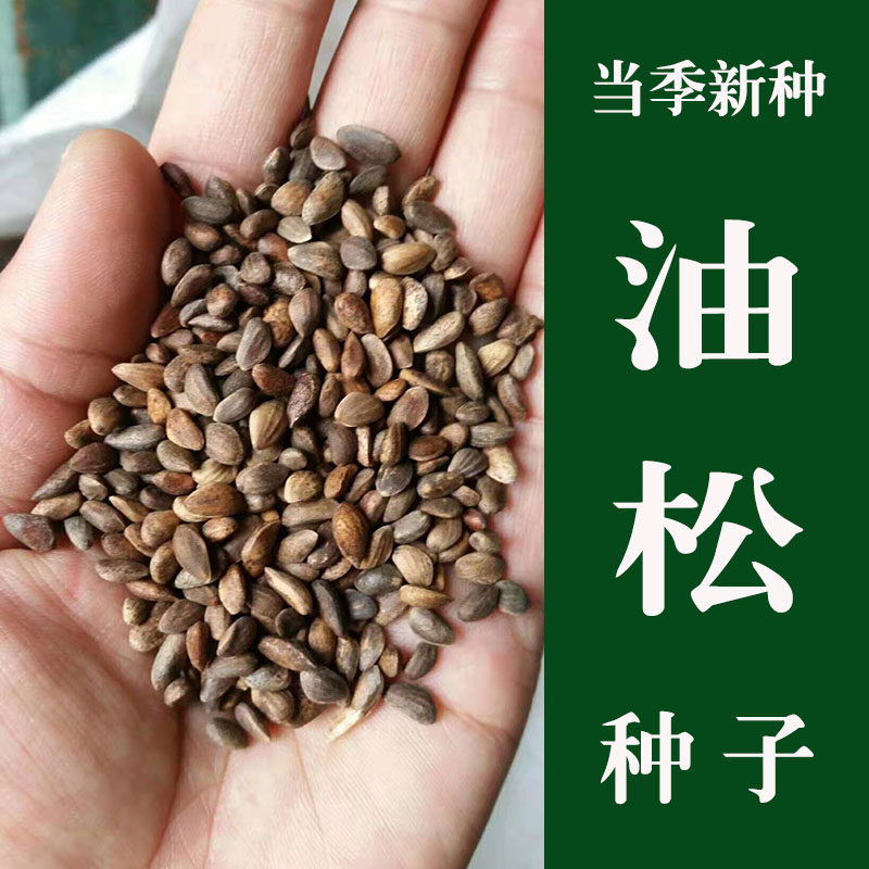 油松种子 华山松种子白皮松种子当年新采一级松树种籽林木种子