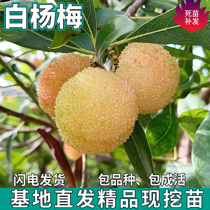 白杨梅苗树地栽南北方庭院盆栽种植嫁接包成活特大果树苗当年结果