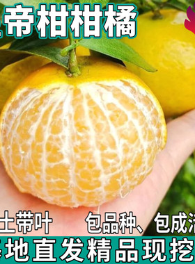 正宗广西皇帝柑树苗南北