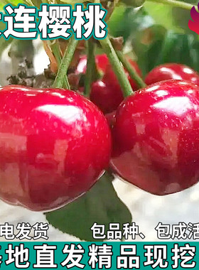 大连樱桃树苗南北方地栽